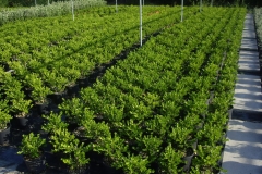 Buxus faulckner 